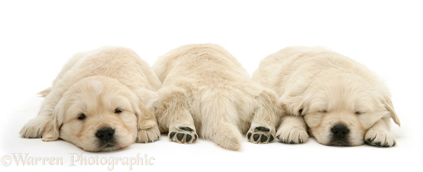 Three sleepy Golden Retriever pups, two back view, hind paws outstretched, white background