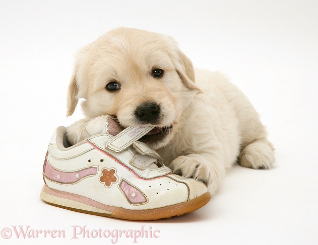 Golden Retriever pup chewing a child's shoe, white background