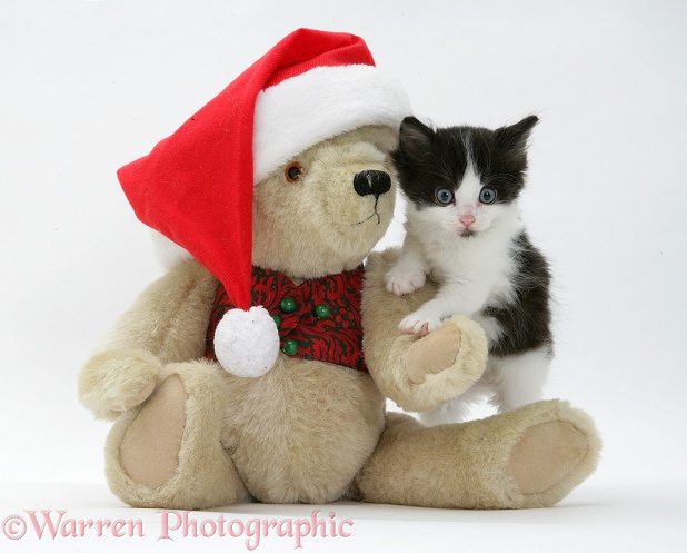 Black-and-white Persian-cross kitten and teddy bear wearing a Father Christmas hat, white background