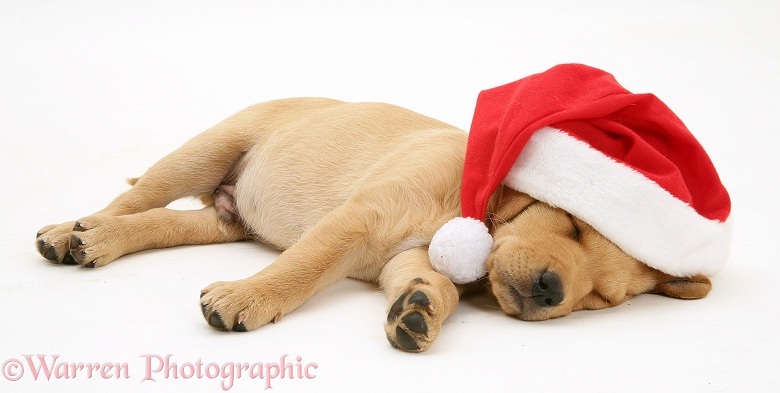 Yellow Labrador Retriever pup asleep wearing a Father Christmas hat, white background