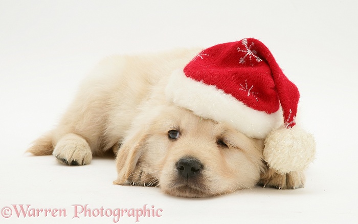 Golden Retriever pup wearing a Santa hat, white background