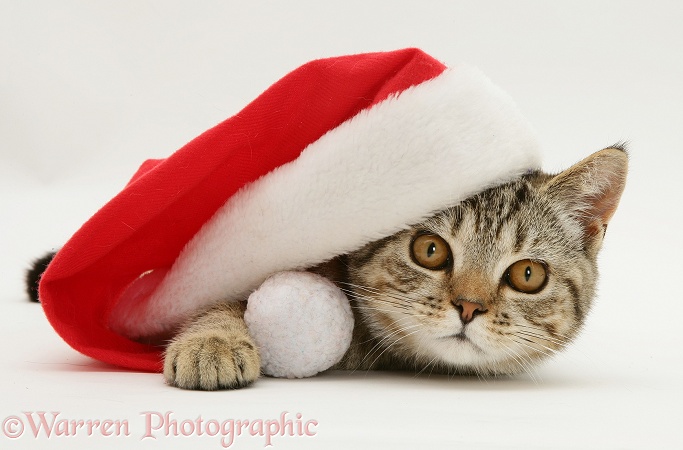 Tabby cat Tiger Lily under a Father Christmas hat, white background