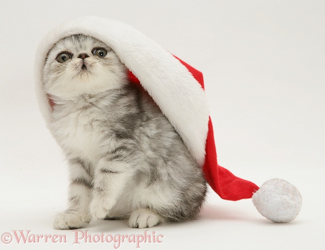 Silver tabby Exotic kitten wearing Santa hat, white background