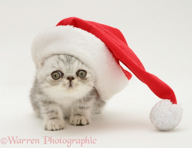 Silver tabby Exotic kitten wearing Santa hat, white background