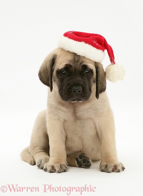 English Mastiff pup wearing Santa hat, white background