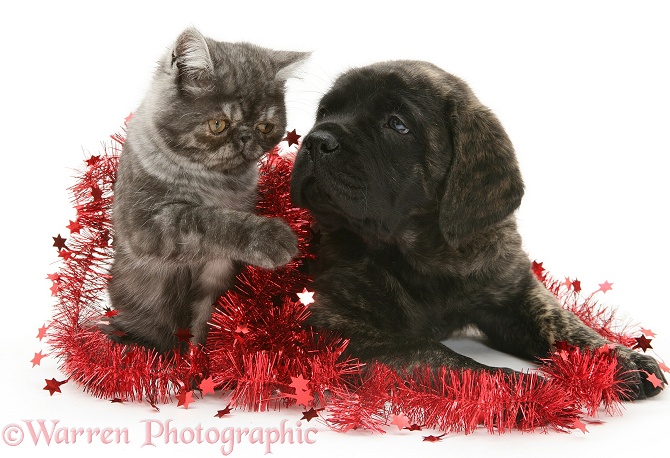 Smoke Exotic kitten and Brindle English Mastiff pup with tinsel, white background