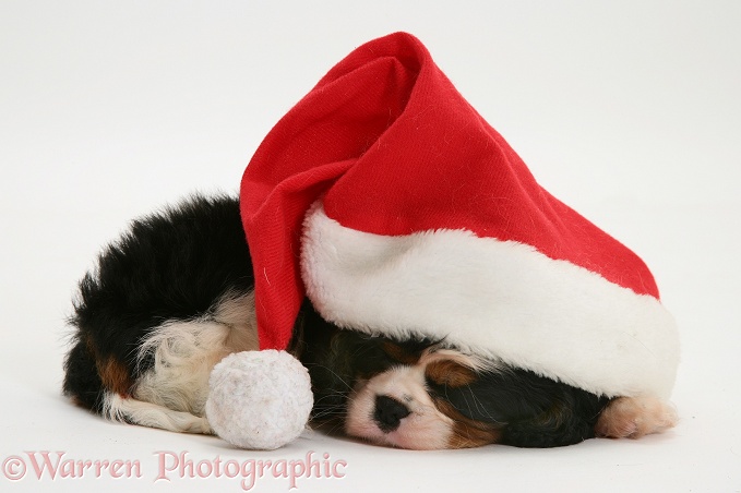 Sleepy Cavalier King Charles Spaniel pup in a Father Christmas hat, white background