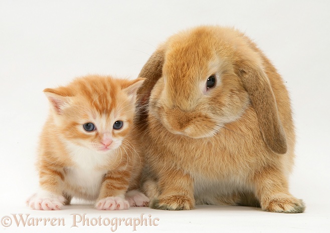 Small ginger kitten with Sandy Lop rabbit, white background