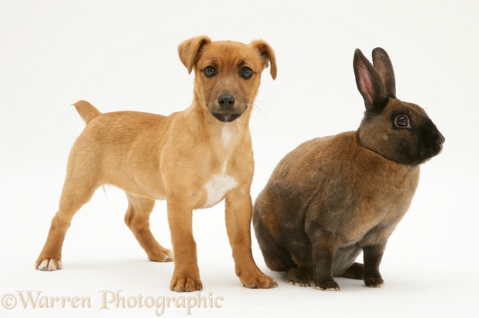 Jack Russell Terrier x Chihuahua puppy with sooty-fawn dwarf Rex rabbit, white background
