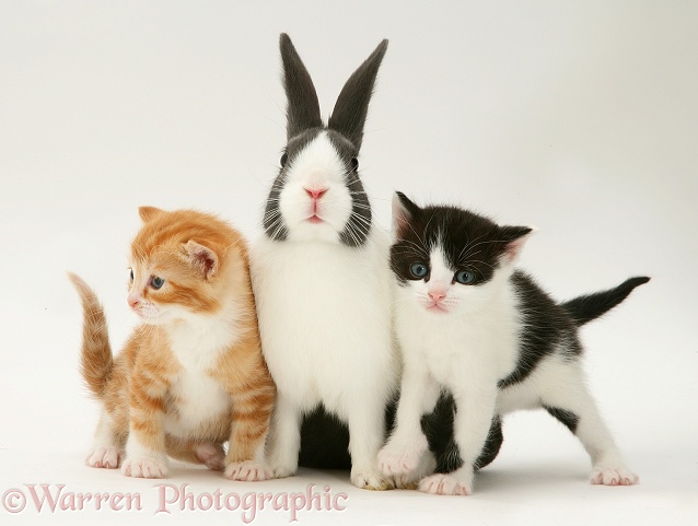 Ginger and black-and-white Kittens with blue Dutch buck rabbit, white background