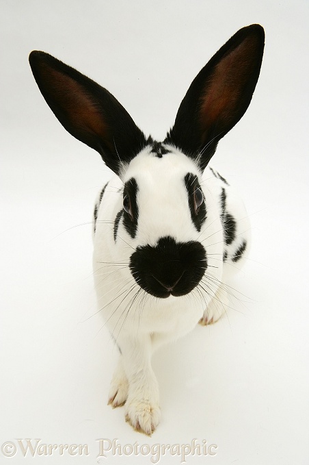 English Spotted buck rabbit, white background