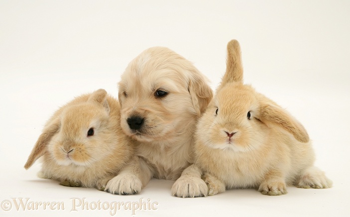 Golden Retriever pup with two young Sandy Lop rabbits, white background