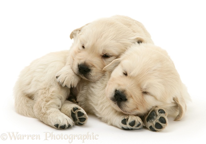 Sleepy Golden Retriever pups, white background