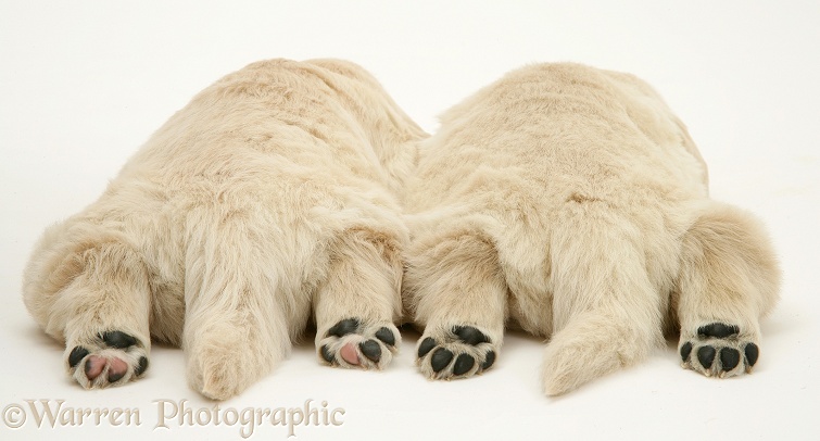 Golden Retriever pups, white background