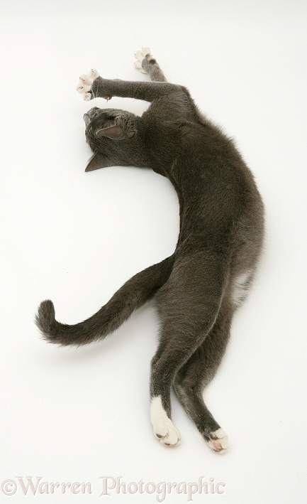 Blue-and-white Burmese-cross cat, Levi, stretching out on the floor, white background
