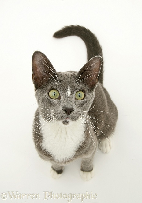 Blue-and-white Burmese-cross cat, Levi, looking up, white background