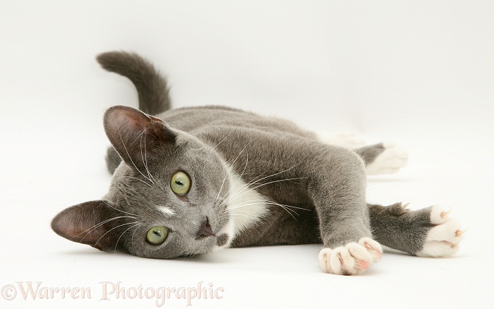 Blue-and-white Burmese-cross cat, Levi, lying down, white background