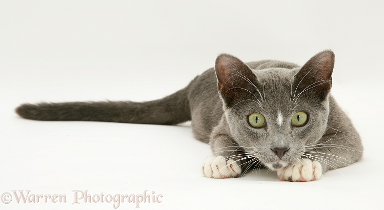 Blue-and-white Burmese-cross cat Levi lying head up, white background