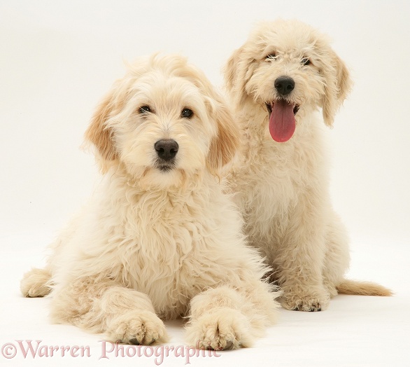 Cream Labradoodle bitch and pup, white background