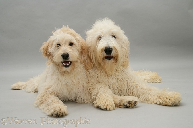 Labradoodle pair