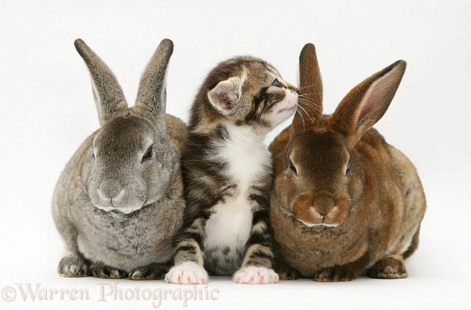 Tabby-and-white kitten with two Rex rabbits, white background