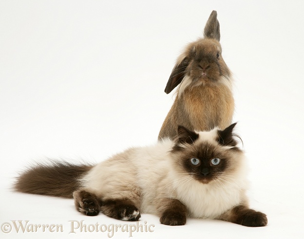 Young Birman-cross cat with Dwarf Lionhead x Lop rabbit, white background