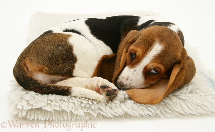 Sleepy Basset pup, white background