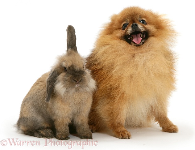 Adult Pomeranian with young Dwarf Lionhead x Lop rabbit, white background