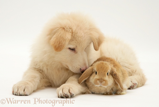 White German Shepherd Dog pup and Sandy Lop baby rabbit, white background