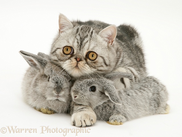 Baby silver Lop rabbits with silver tabby Exotic cat, white background