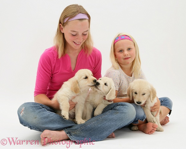 Lille and Rosie with three golden Retriever Lola pups, white background