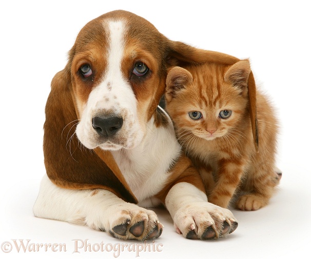 Ginger kitten under the ear of a Basset pup, white background