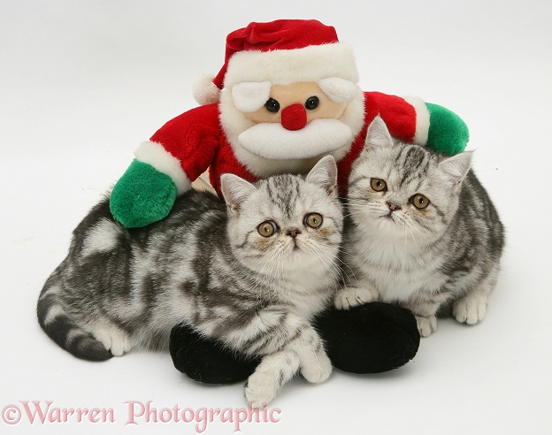 Silver tabby Exotic kittens with toy Santa, white background
