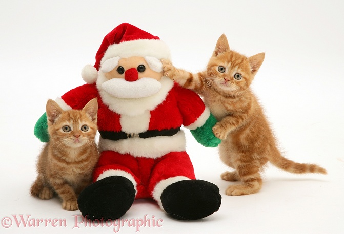 Red tabby kittens with Father Christmas toy, white background