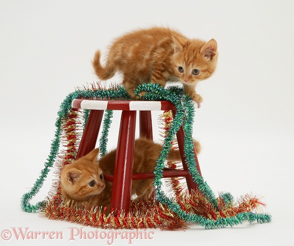 Red tabby kittens with tinsel and child's stool, white background