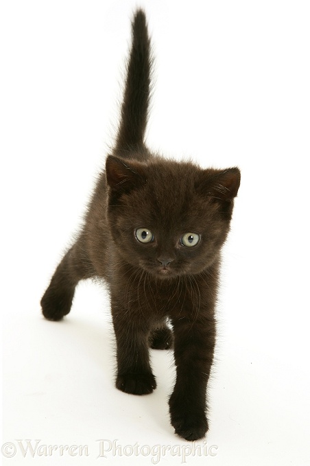 British Shorthair black kitten Panther, 7 weeks old, white background