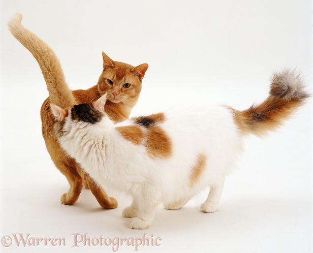 Red Burmese male cat Ozzie and tortie-and-white female Alexandria sniffing one another in greeting, white background