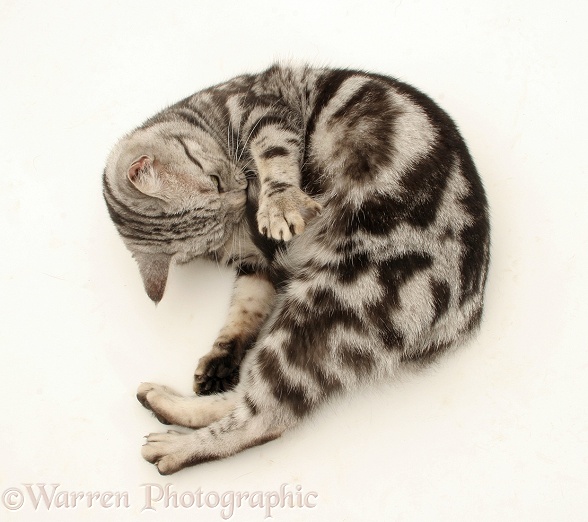 British shorthair silver tabby female cat, Zelda, licking her tail, white background