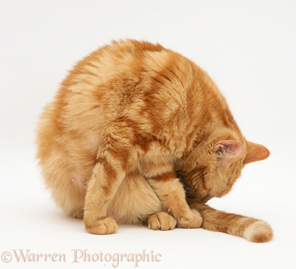 Red tabby British Shorthair cat licking her tail, white background