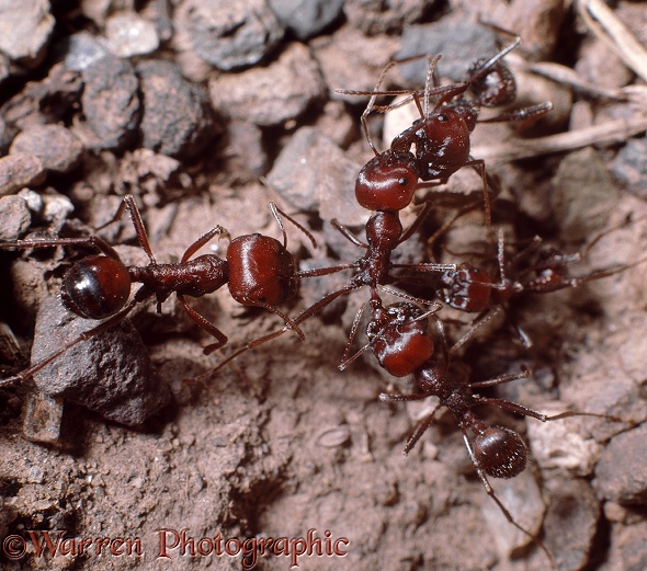 Harvester ants (Messor cephalotes) from neighbouring colonies engage in a skirmish.  Africa