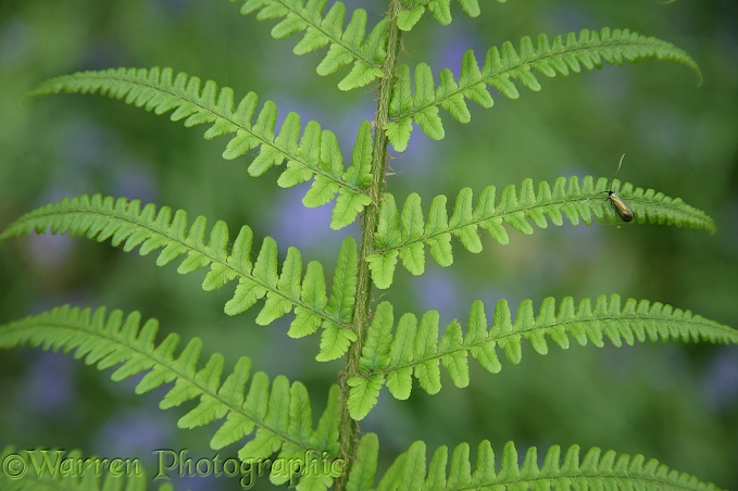 Fern frond