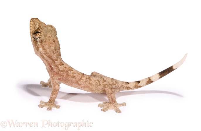 Tropical House Gecko (Hemidactylus mabouia) juvenile, recently hatched, white background