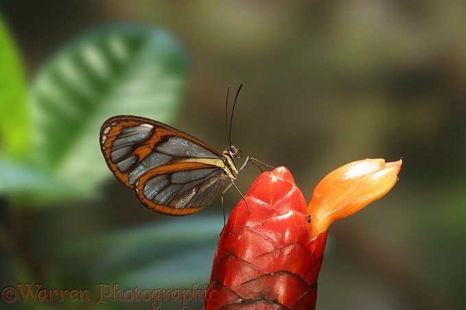 Glasswing Butterfly (Ithomia pellucida) resting in the deep rainforest.  South America