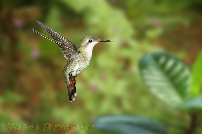 Ruby-topaz Hummingbird (Chrysolampis mosquitus) female hovering