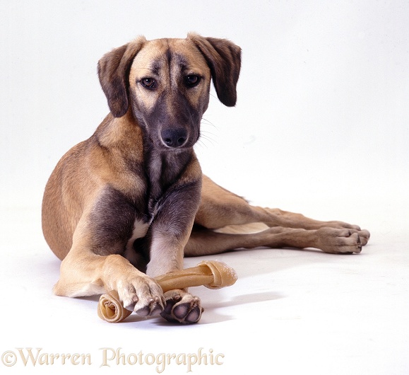 Blue fawn Saluki Lurcher Tansy, 6 months old, holding a chew, white background