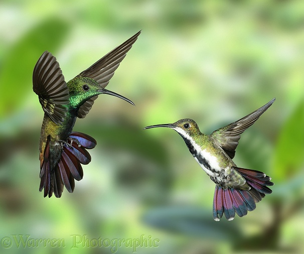 Black-throated Mango Hummingbird (Anthracothorax nigricollis) male and female.  South America