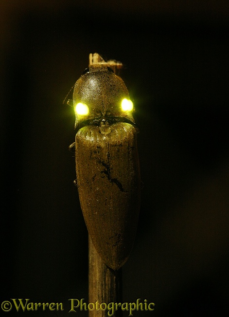 Tropical luminous click beetle (Pyrophorus species)  showing bioluminescence
