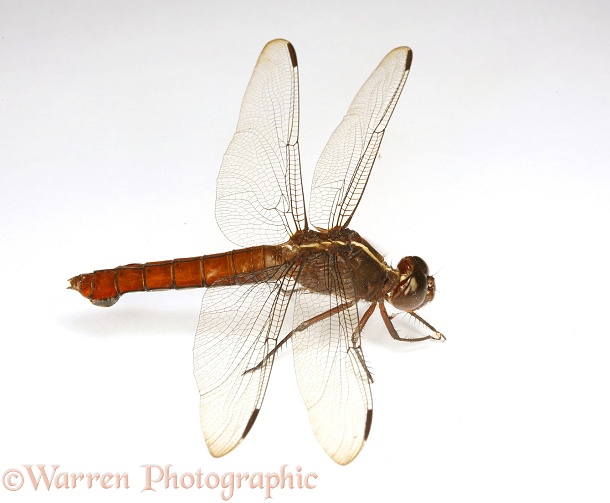 Dragonfly (unidentified), white background