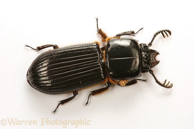 Tropical beetle (Lamellicornia) with load of phoretic mites, white background