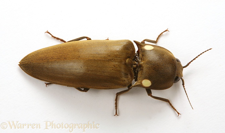 Tropical luminous click beetle (Pyrophorus species) showing luminescent spots on thorax.  South America, white background